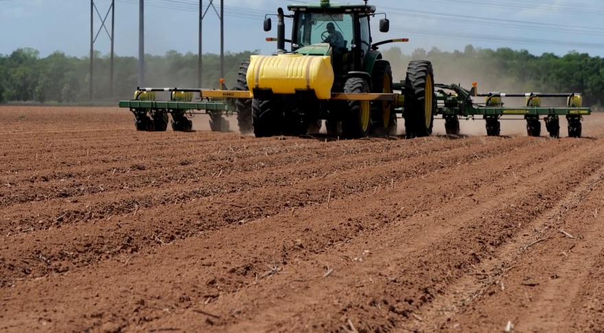 Cotton acres creeping up in Louisiana